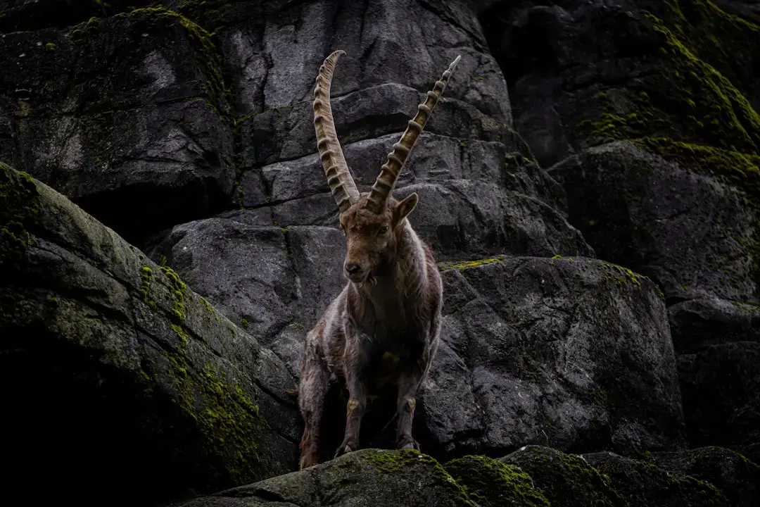 Capricorn lună plină pentru a dezlega hologramă frică și șocuri complexe