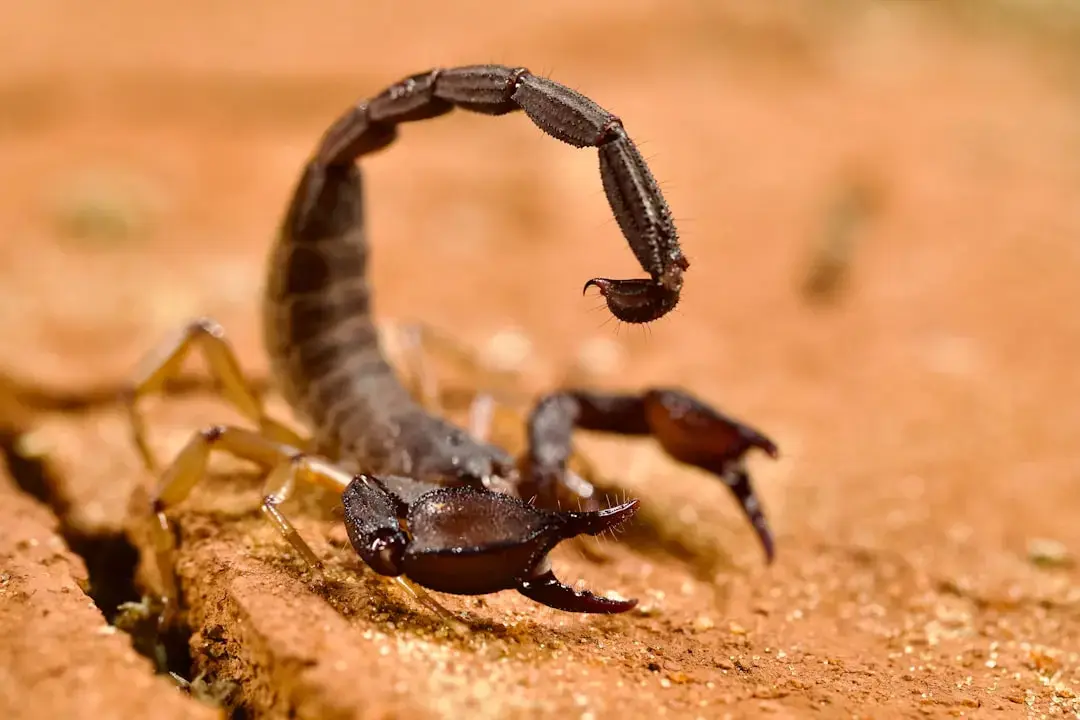 Focul de lucru al Scorpionului se intensifică pe măsură ce eclipsa Lunii Nou a lovit cariera