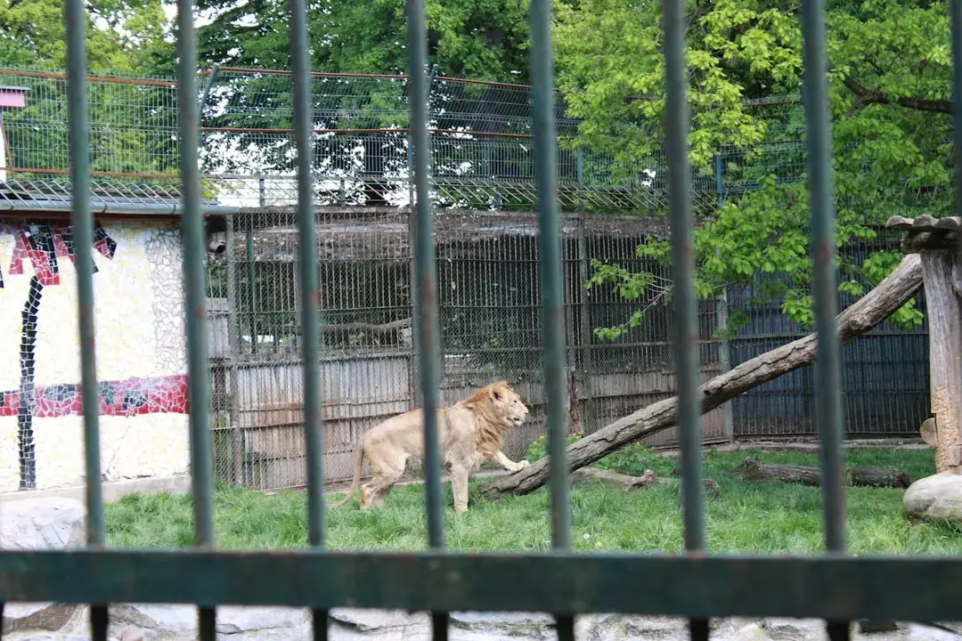 Leo, timpul pentru încărcare
