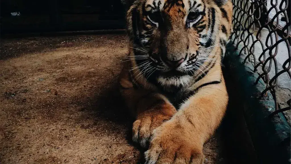 Luna Nouă în Rac: O Călătorie Emoțională Sub Influența Planetelor