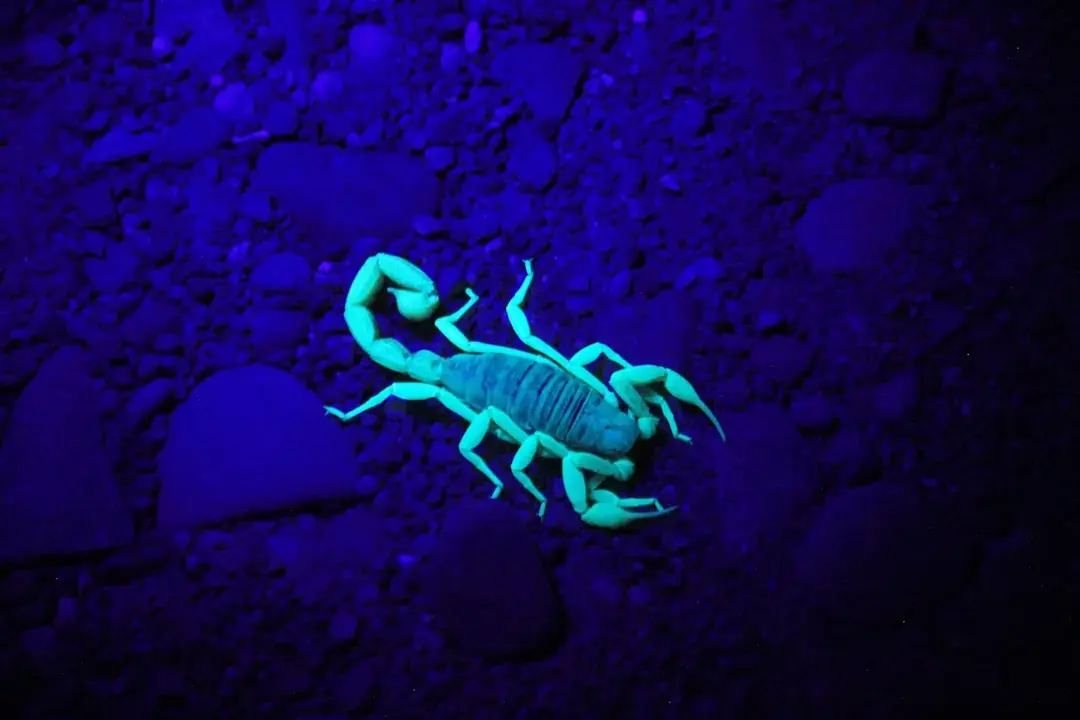 Scorpionii, sub lumina Venus: O nouă eră profesională