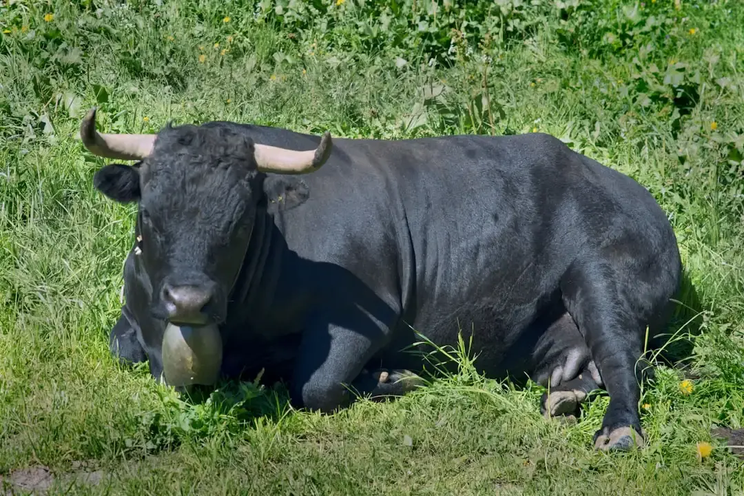 Taurus se confruntă cu tensiuni sub lună plină