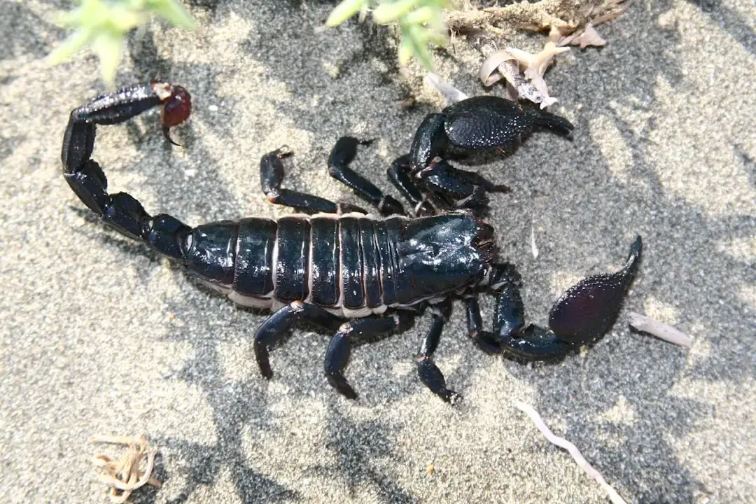 Viitorul strălucit al Scorpionului: navigarea cu noi oportunități
