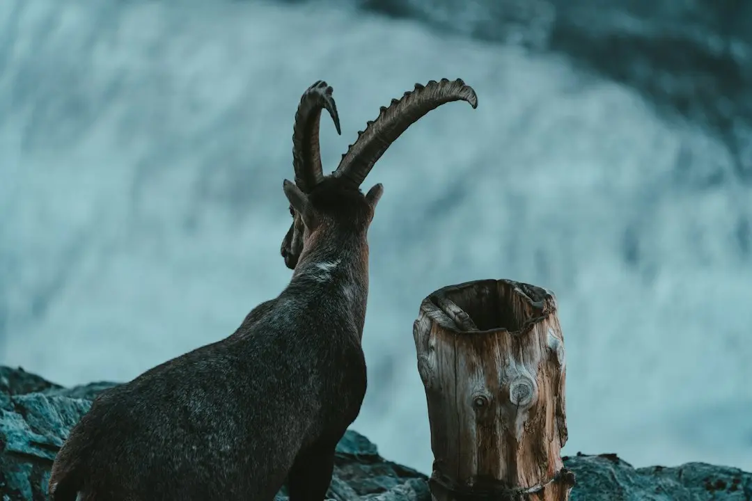 Horoscop Capricorn 31 octombrie 2026: bani și decizii financiare