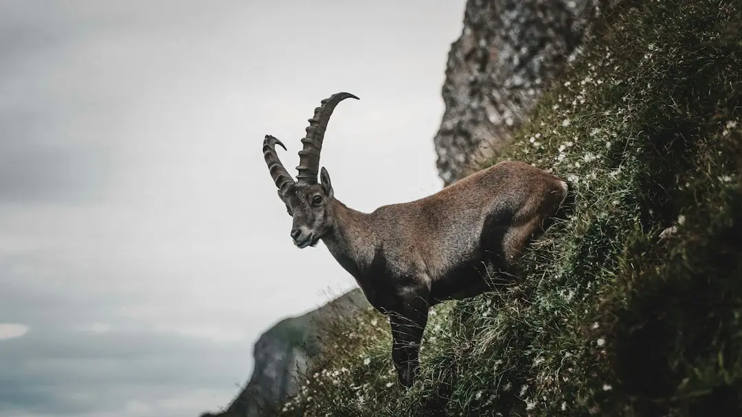 Horoscop zilnic: Capricorn 9 octombrie 2026 – un nou început în carieră