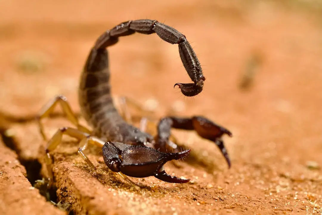 Scorpionii, în pragul unei transformări radicale până la începutul anului 2027